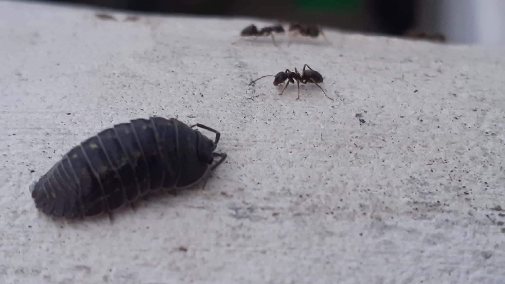 Pillbug, ants, concrete, Full HD Desktop Wallpaper