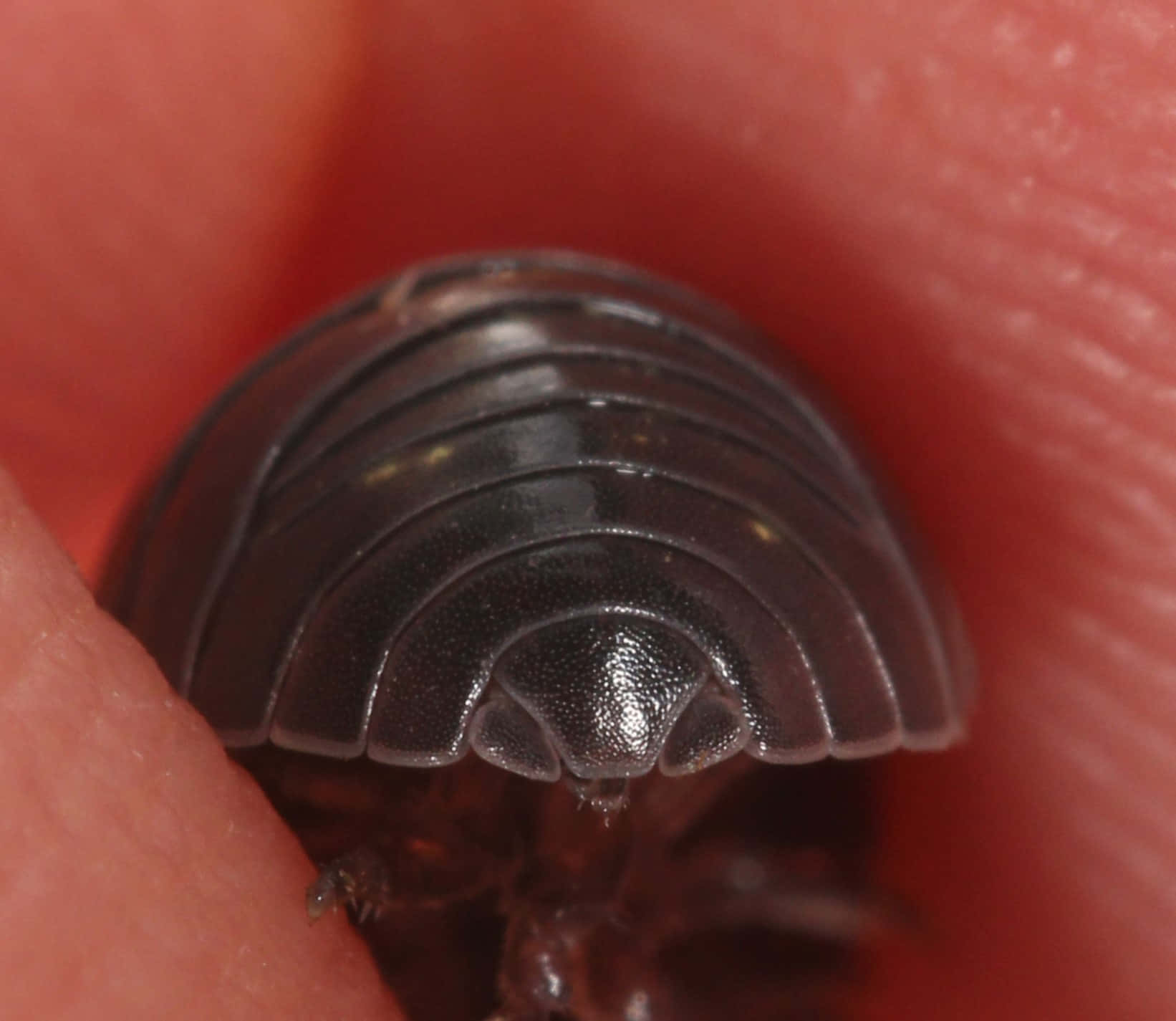 Pillbug, human skin, dark segmented isopod, HD Desktop Wallpaper