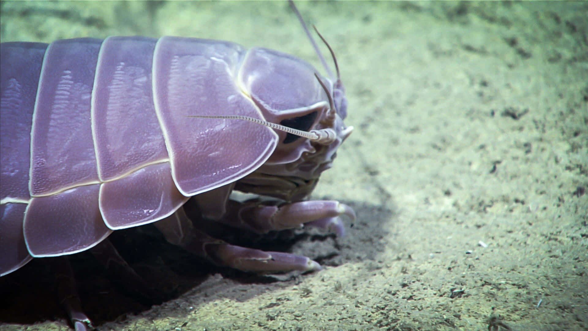 Pillbug, purple segmented isopod, long antennae, Full HD Desktop Wallpaper