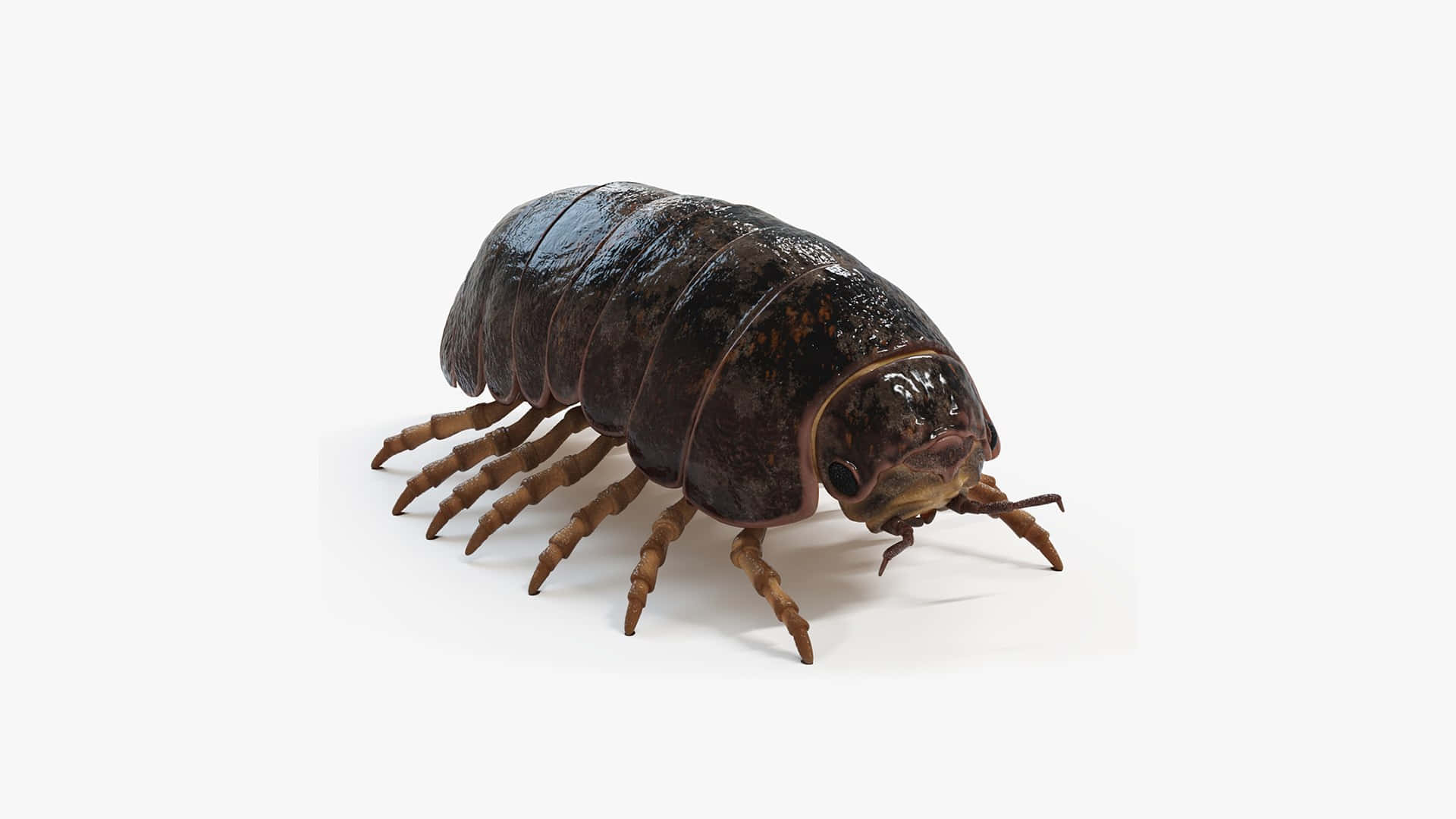Pillbug, isopod, glossy dark brown, Full HD Desktop Wallpaper