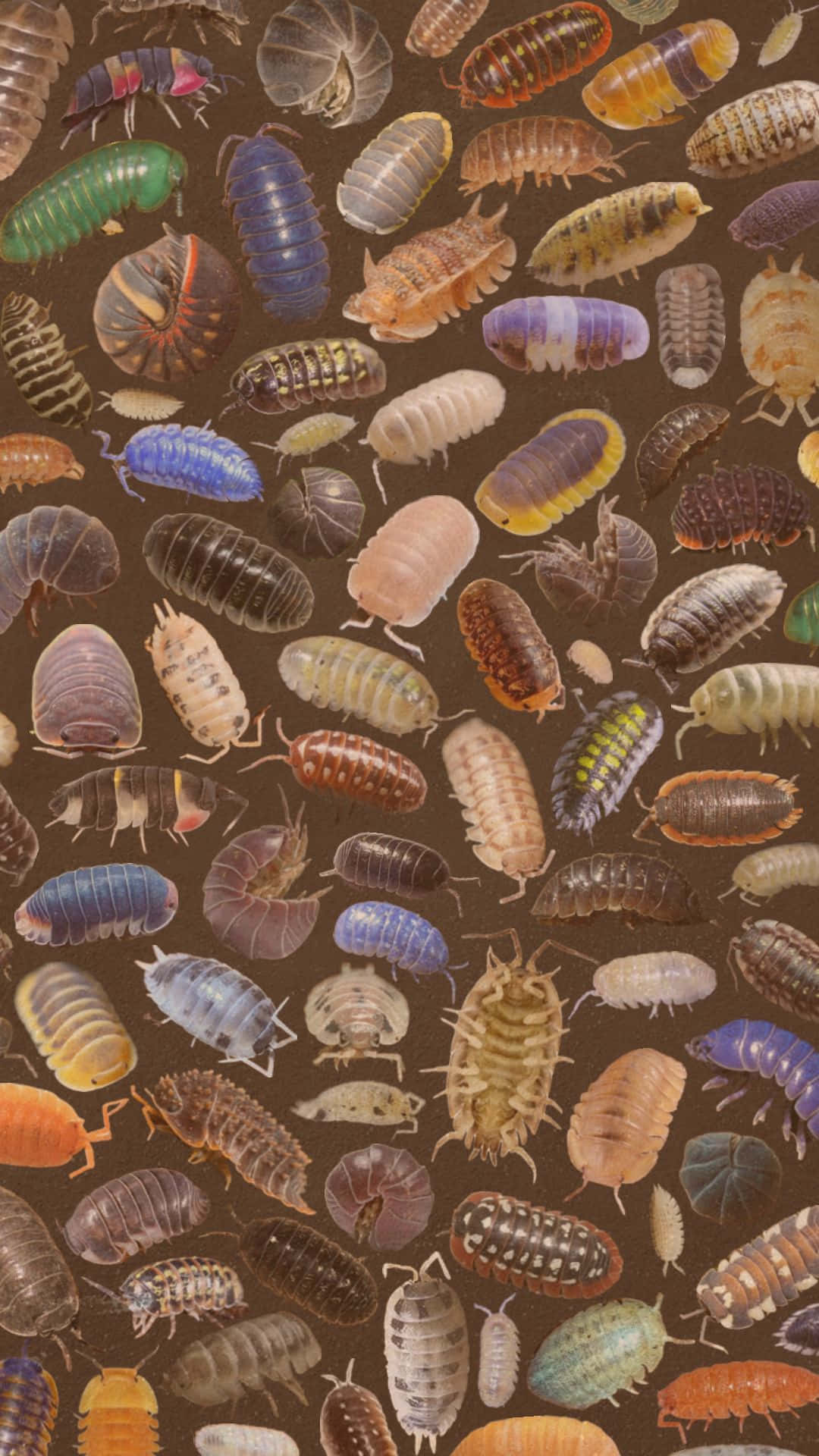 Pillbug, isopods, colorful, Full HD Phone Wallpaper
