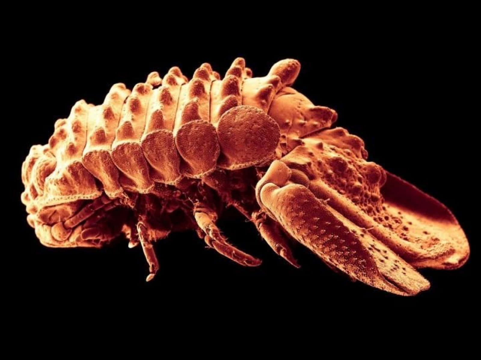 Pillbug, microscope, orange-brown, HD Desktop Wallpaper