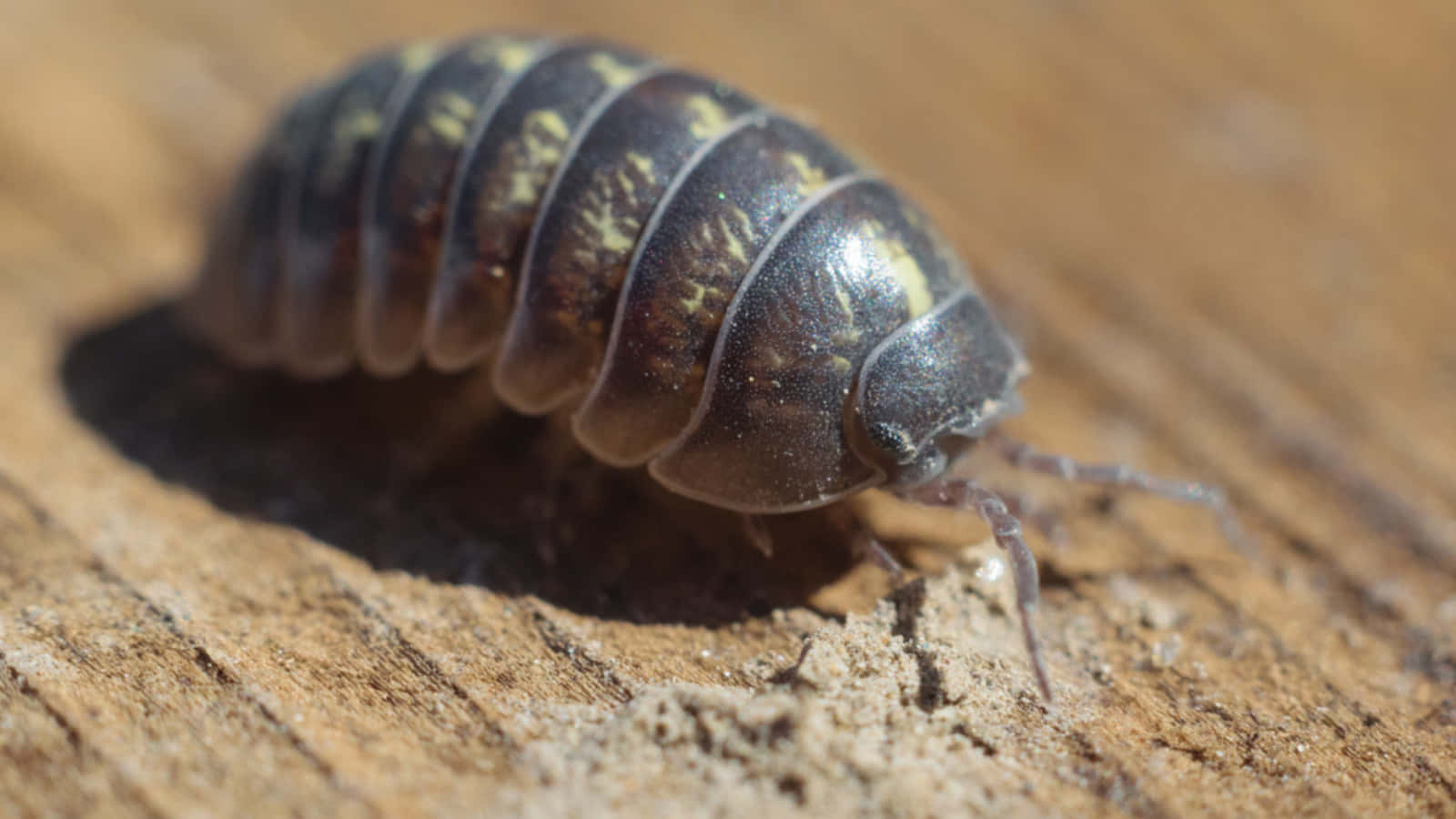 Pillbug, wooden surface, dark segmented, HD Desktop Wallpaper