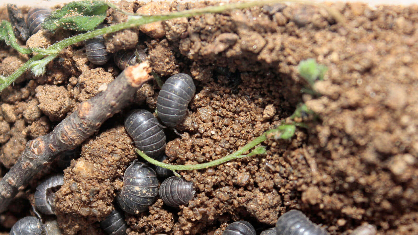 Pillbug, dark gray, brown soil, HD Desktop Wallpaper