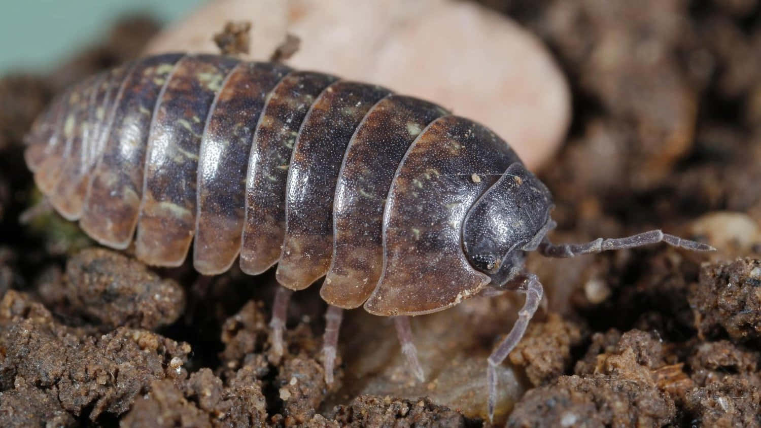 Pillbug, dark brown segmented woodlouse, moist soil, HD Desktop Wallpaper