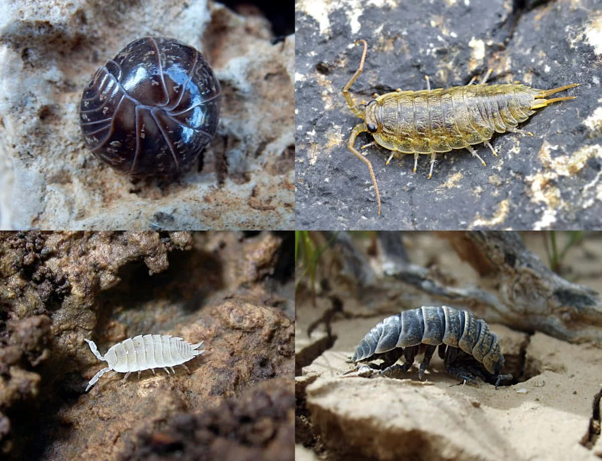 Pillbug, isopods, rock, SD Desktop Wallpaper