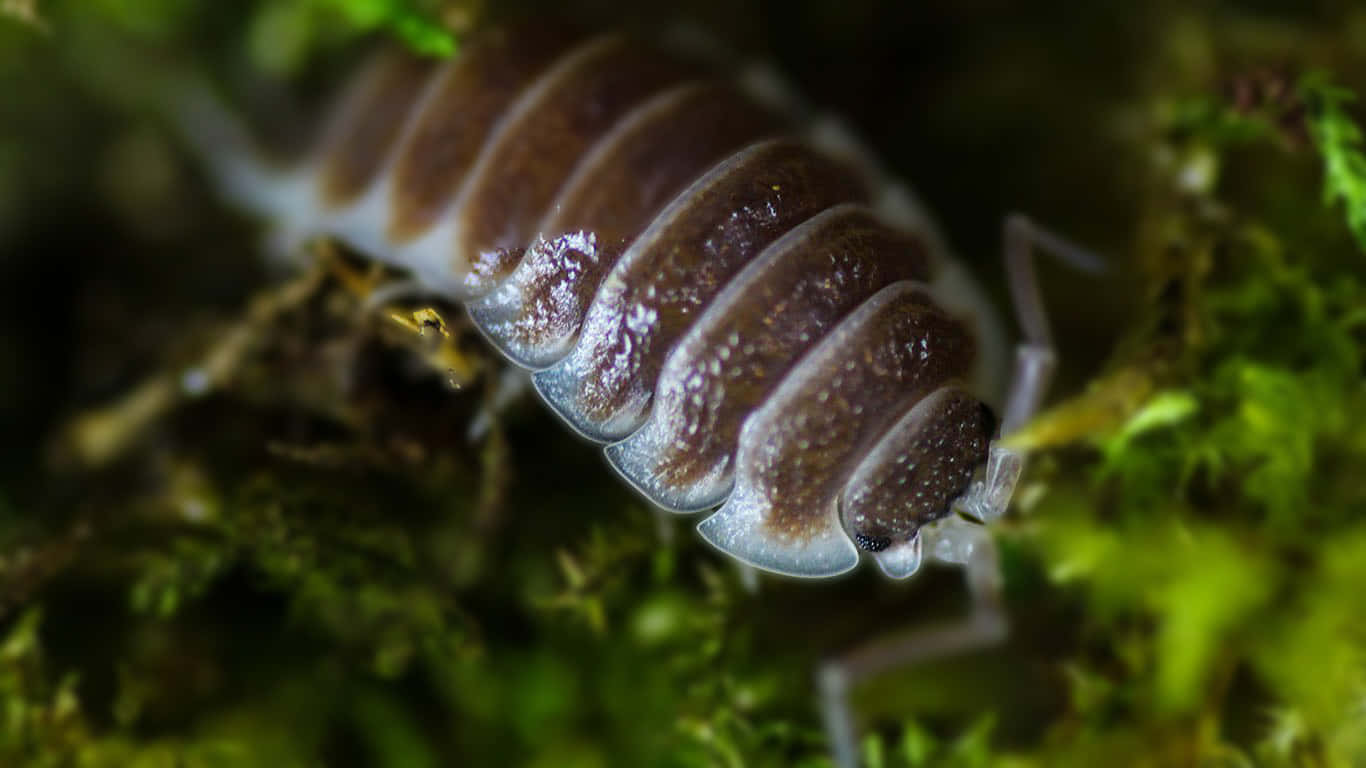 Pillbug, brown and translucent plates, vibrant green moss, HD Desktop Wallpaper