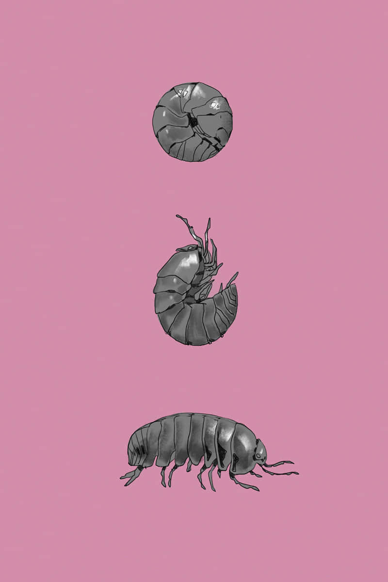 Pillbug, life stages, gray tones, SD Phone Wallpaper