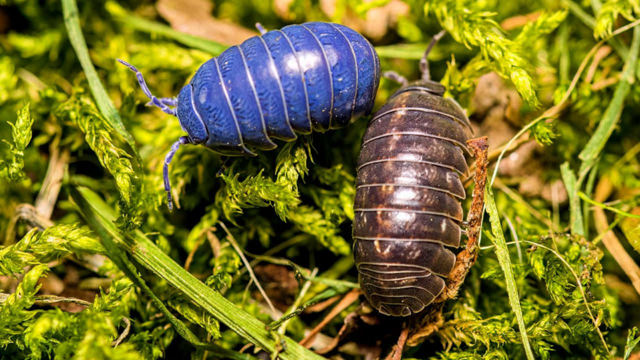 Pillbug, vivid blue, dark brown, HD Desktop Wallpaper