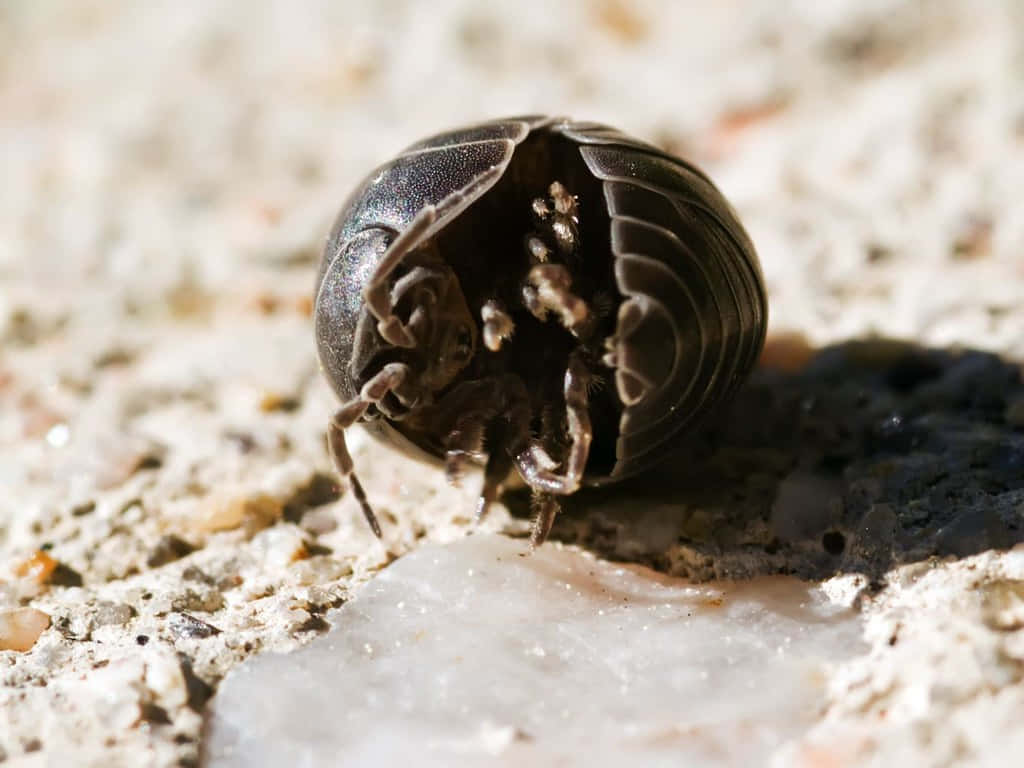 Pillbug, dark gray, tight ball, SD Desktop Wallpaper