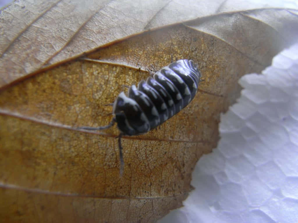 Pillbug, dried leaf, black and white striped, SD Desktop Wallpaper