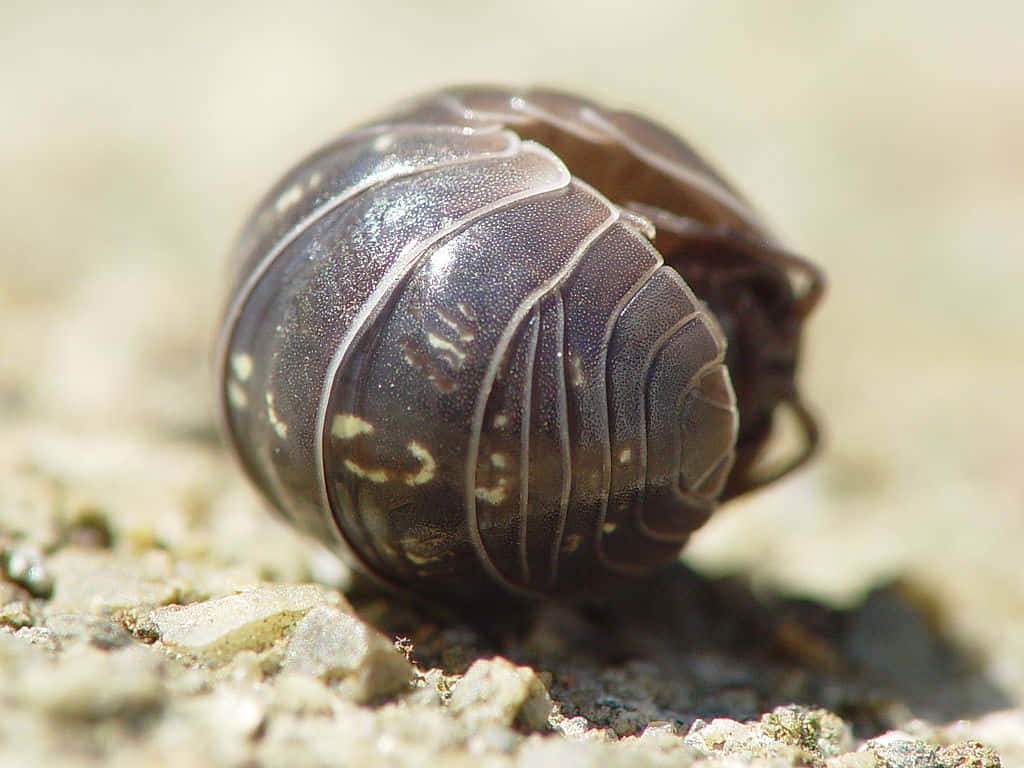 Pillbug, dark brown, curled into a tight ball, SD Desktop Wallpaper