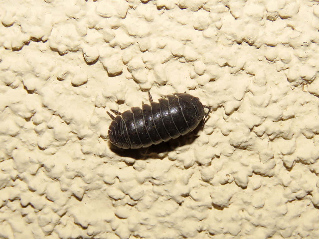 Pillbug, textured surface, beige stucco wall, SD Desktop Wallpaper