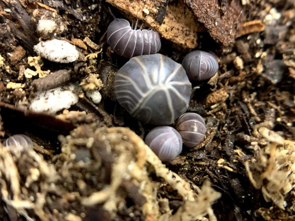 Pillbug, gray, dark moist soil, SD Desktop Wallpaper