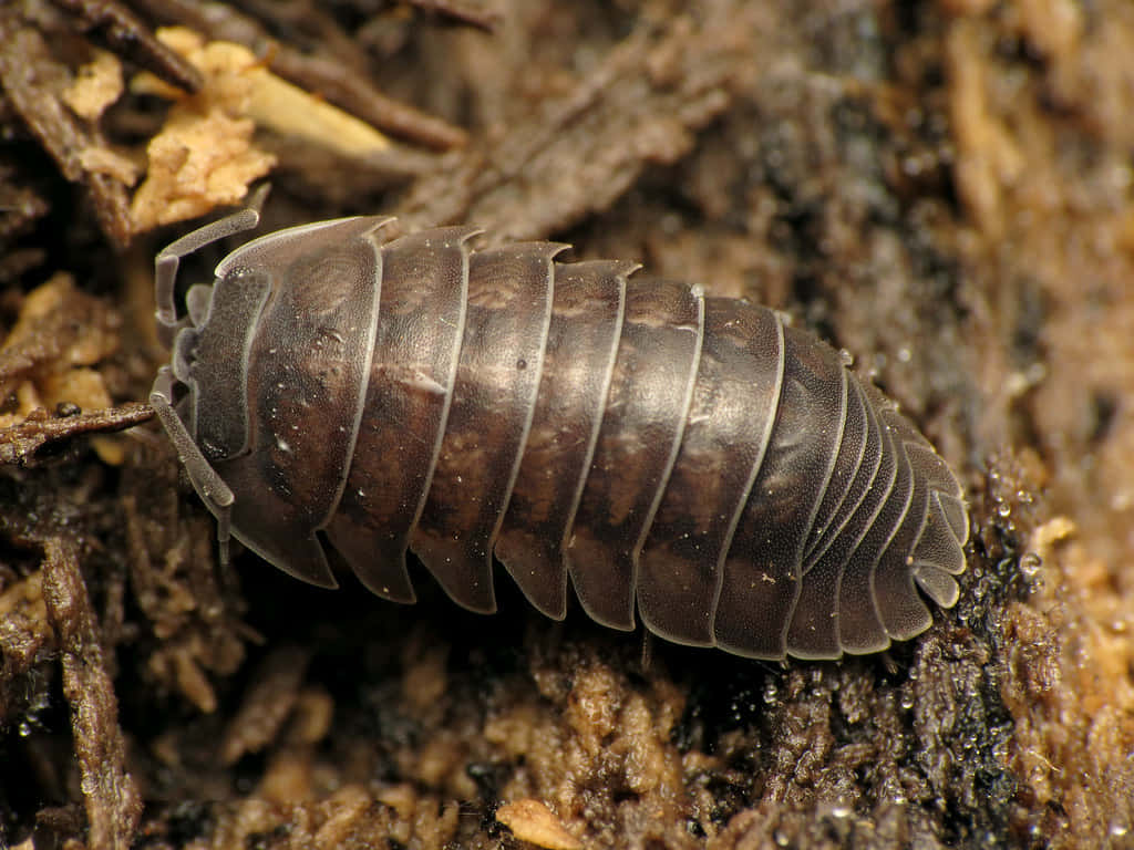 Pillbug, forest floor, decaying bark, SD Desktop Wallpaper
