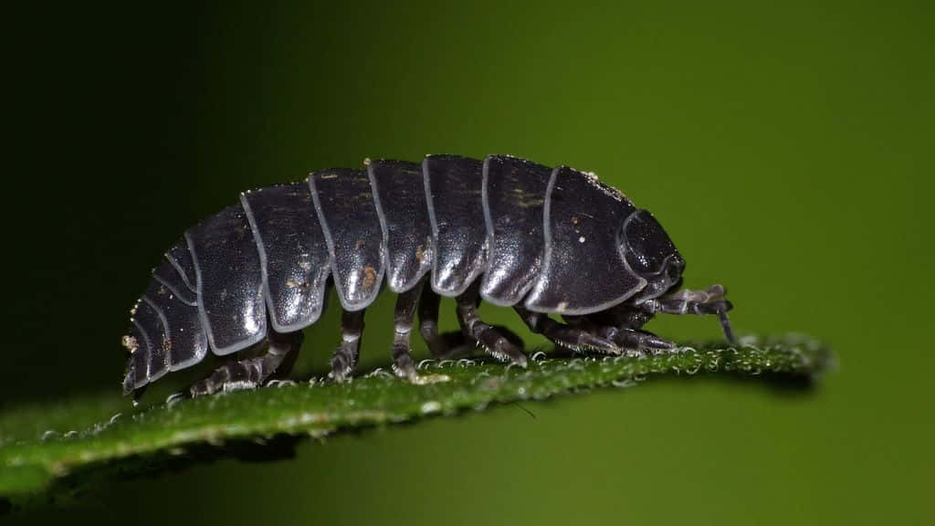 Pillbug, glossy black, segmented armor, SD Desktop Wallpaper