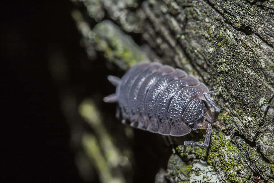 Pillbug, tree bark, mossy tree bark, SD Desktop Wallpaper