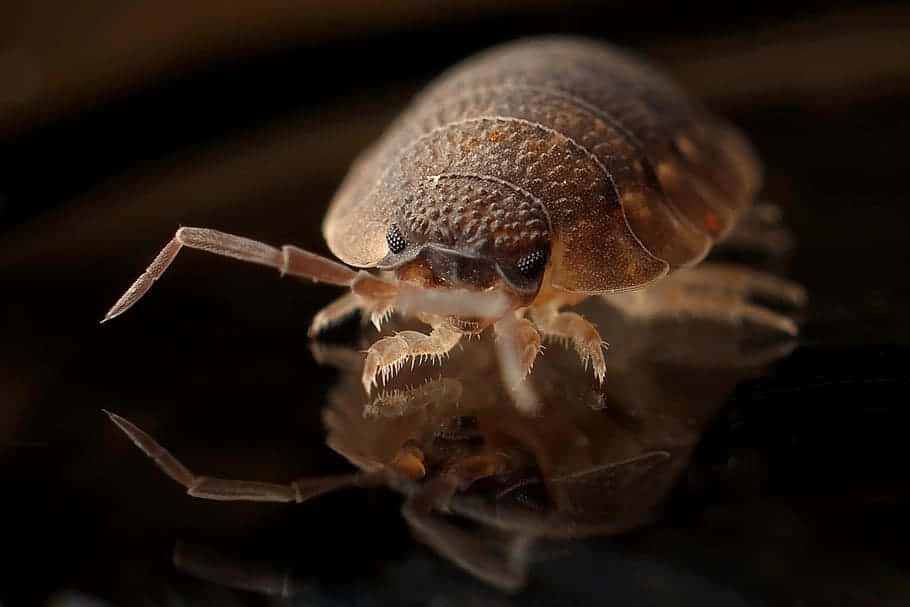 Pillbug, brown woodlouse, detailed texture, SD Desktop Wallpaper