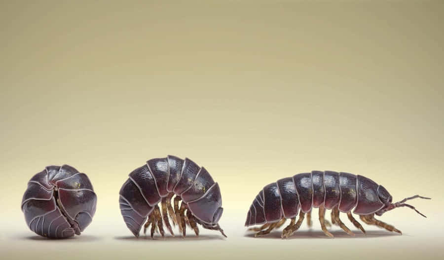 Pillbug, dark purple, unrolling, SD Desktop Wallpaper