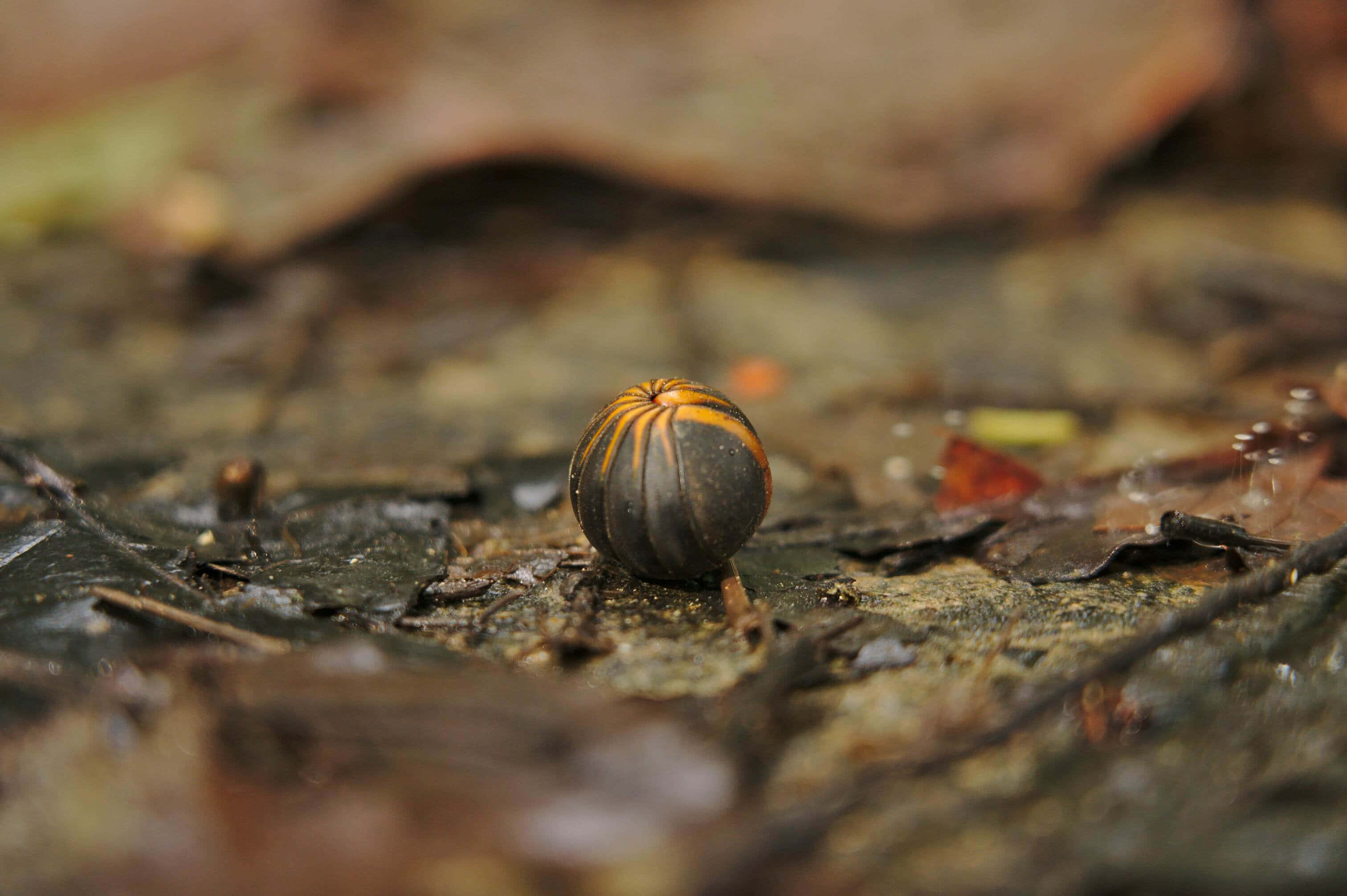 Pillbug, black and orange stripes, damp forest floor, 2K Desktop Wallpaper