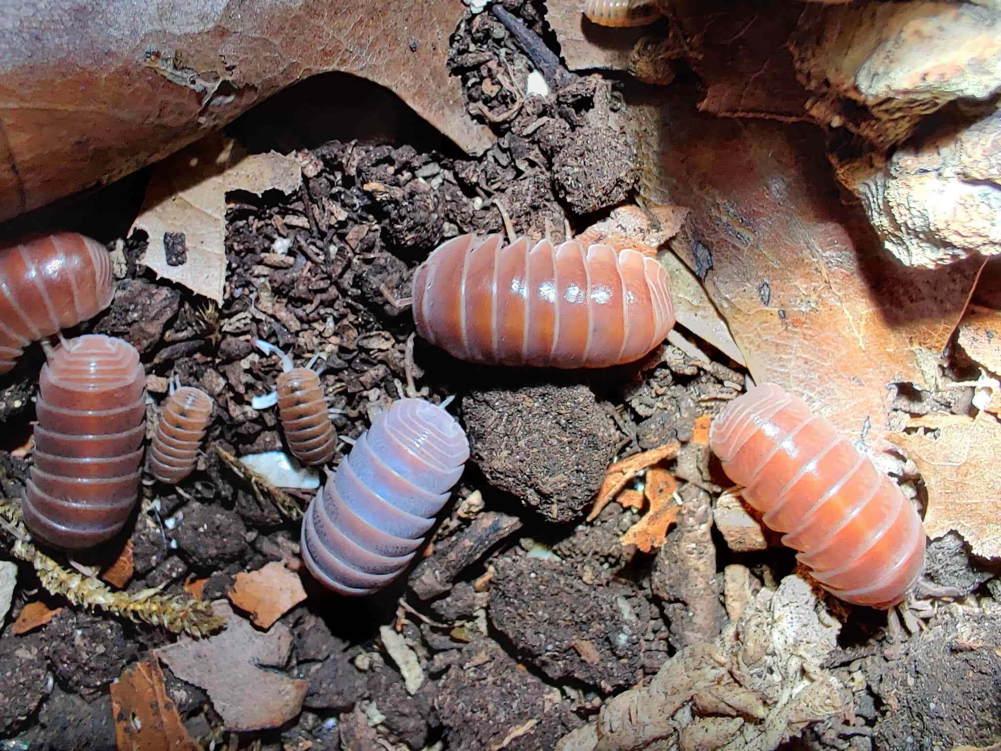 Pillbug, segmented isopods, pinkish translucent bodies, Full HD Desktop Wallpaper