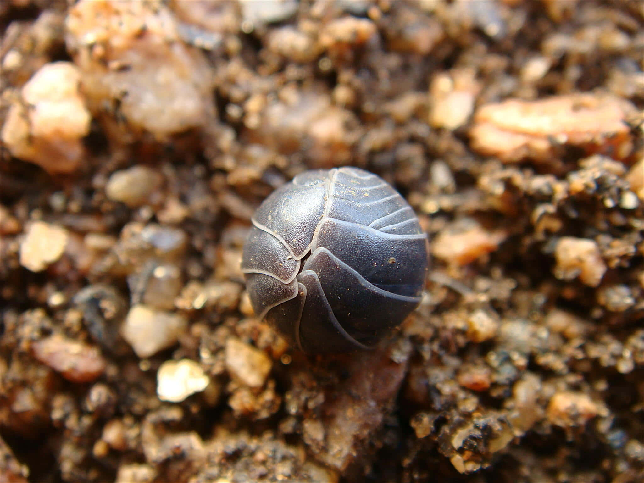 Pillbug, soil, gritty brown soil, Full HD Desktop Wallpaper