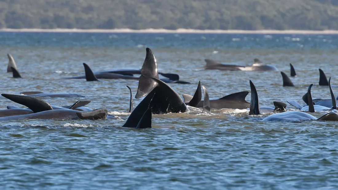 Pilot Whale