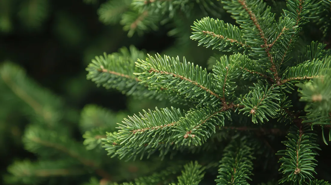 Pine Tree