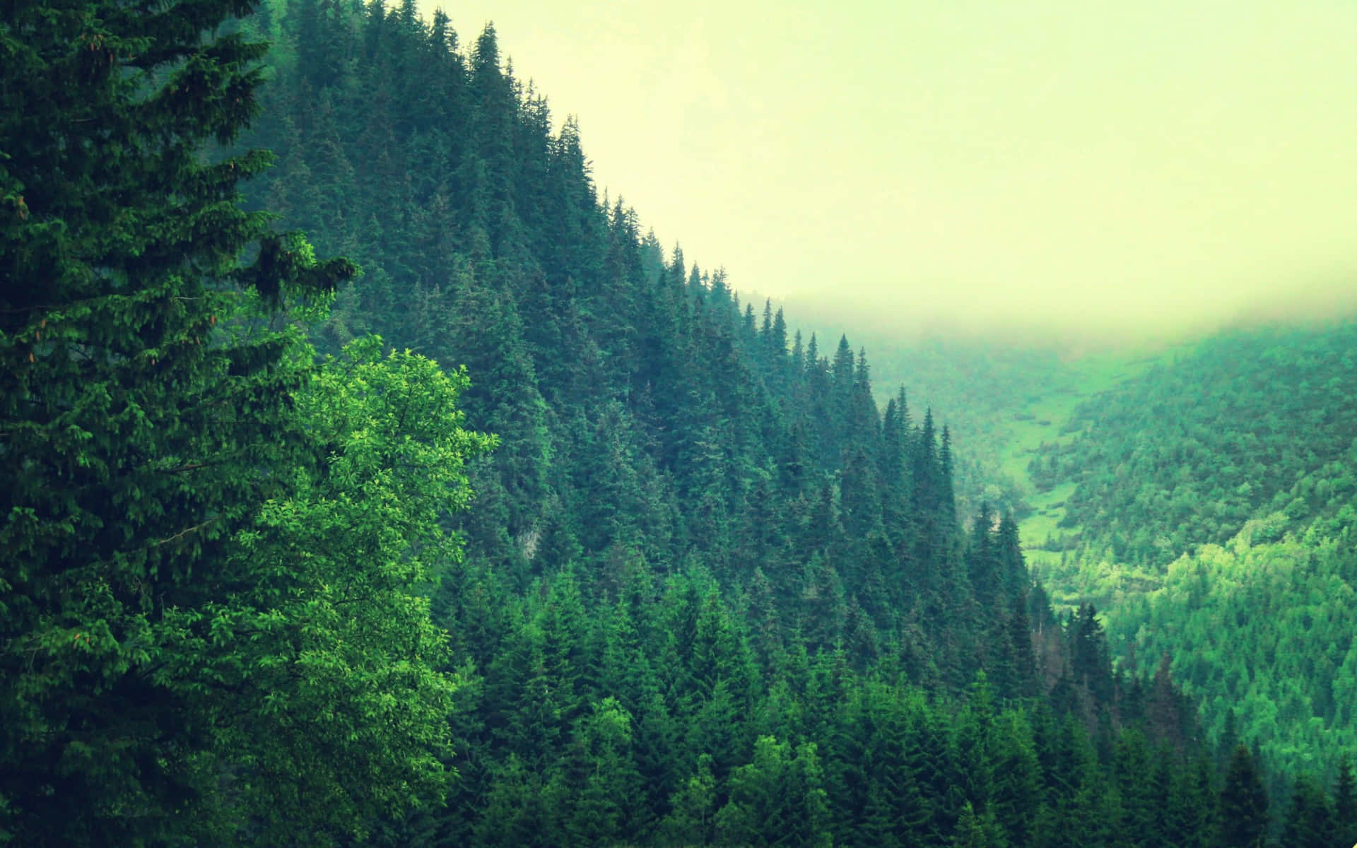 misty pine forest valley, mountain valley, dense evergreen forests, Full HD Desktop Wallpaper