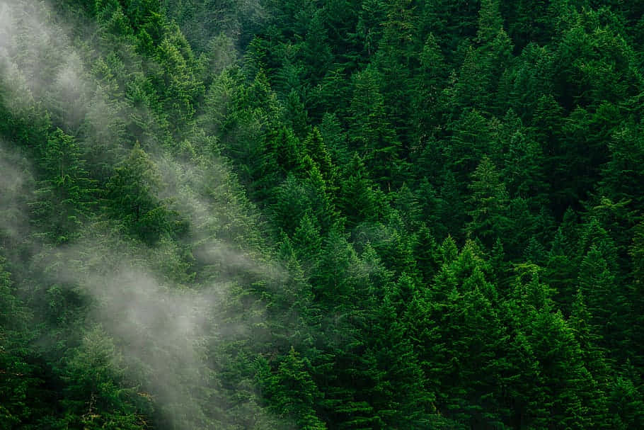 misty pine forest, aerial view, dense evergreen forest, SD Desktop Wallpaper