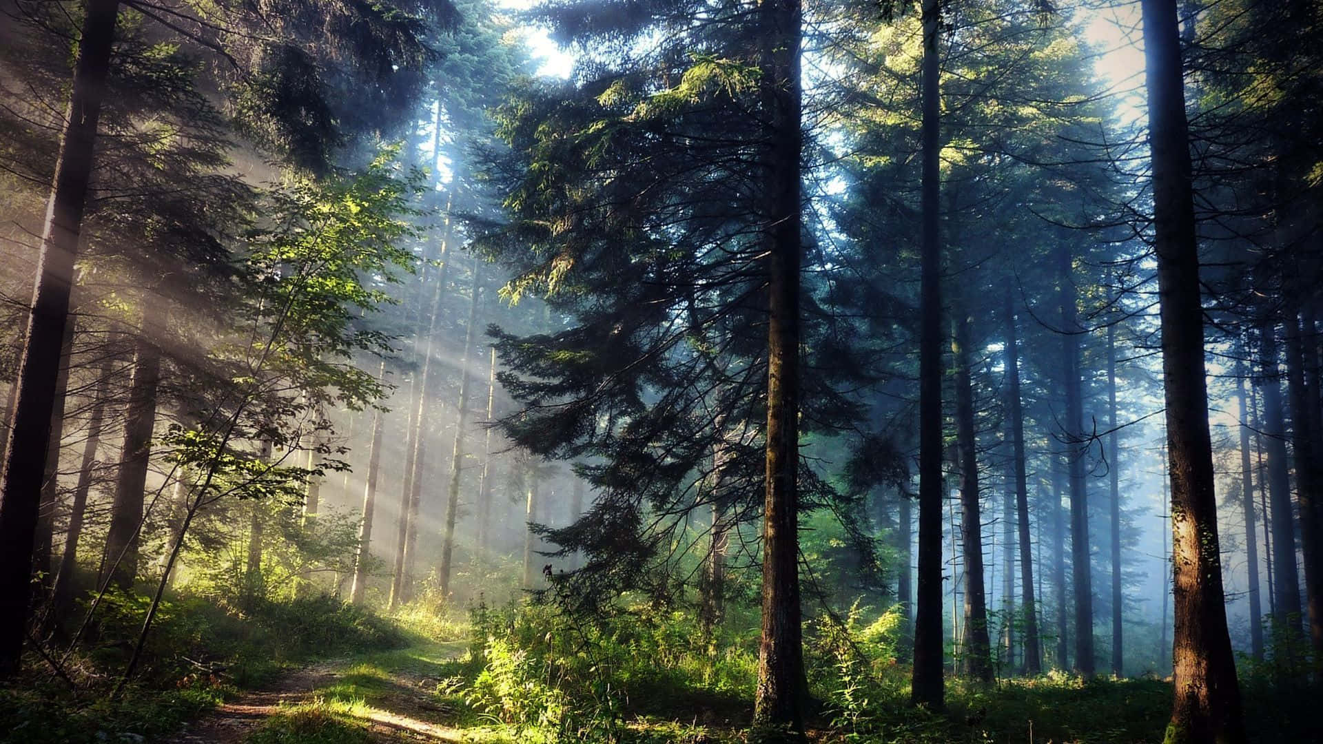 Misty Pine Forest Path, tall pine trees, misty forest, Full HD Desktop Wallpaper