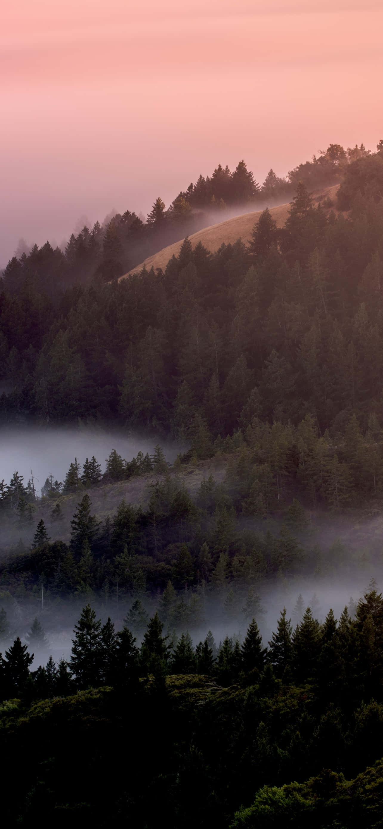 Misty Pine Forestat Dusk, forest, mountain slope, 2K Phone Wallpaper