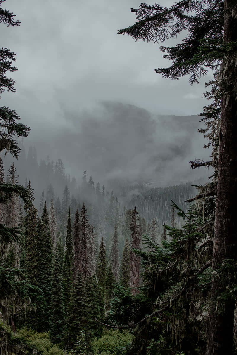misty forest valley, towering pine trees, gray overcast sky, SD Phone Wallpaper