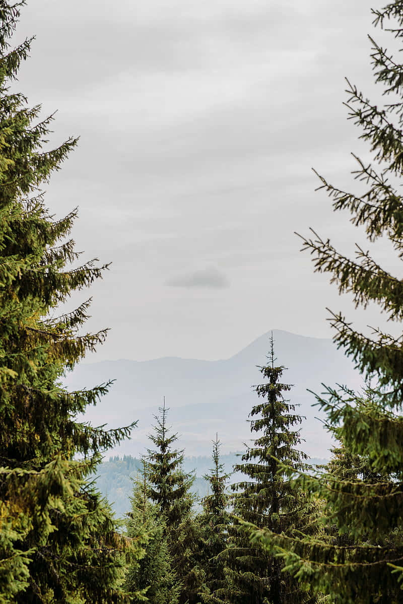 pine forested mountain view, evergreen trees, distant mountain range, SD Phone Wallpaper