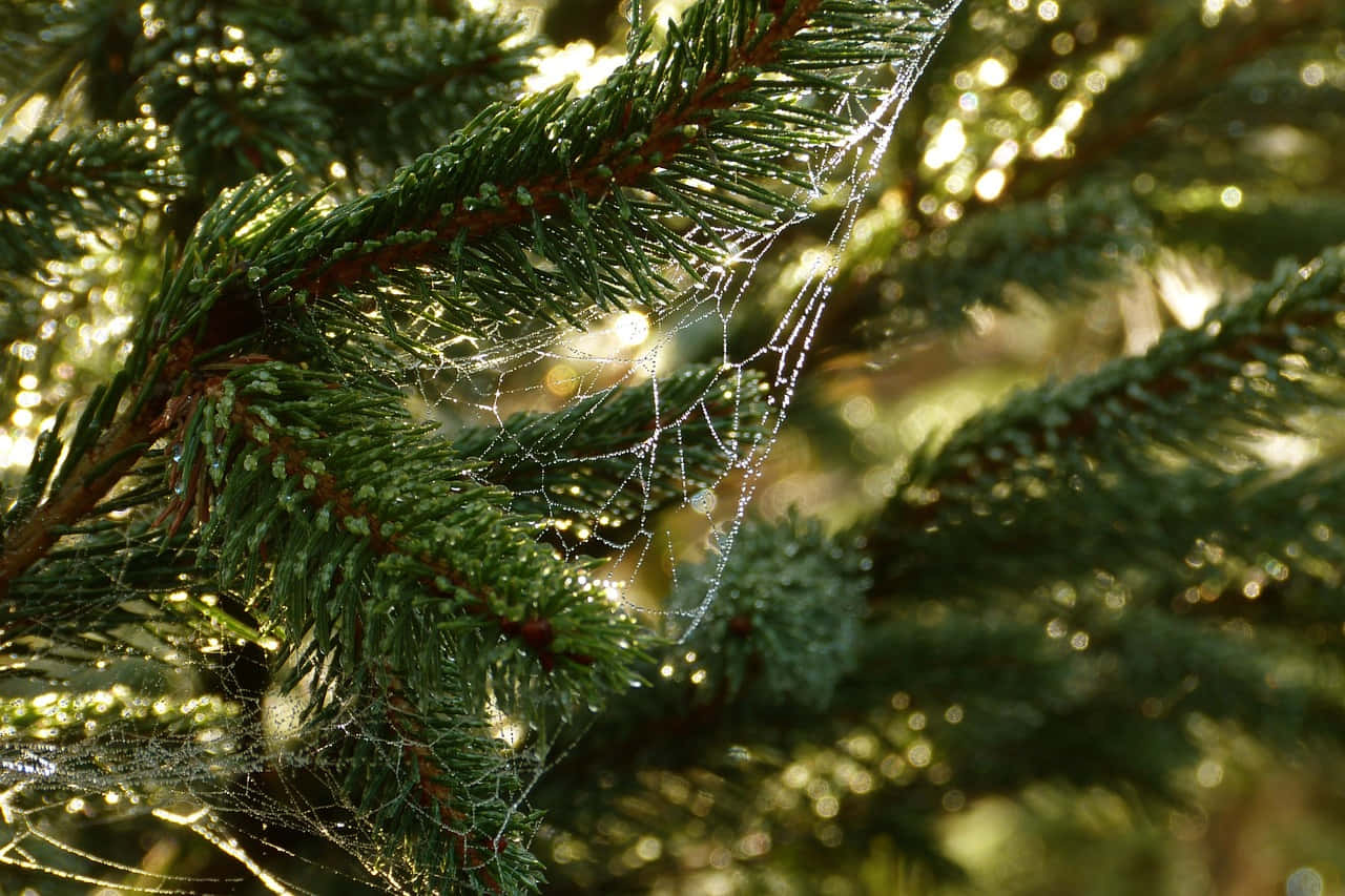 dewy spiderwebon pine branches, golden morning light, delicate spiderweb, HD Desktop Wallpaper