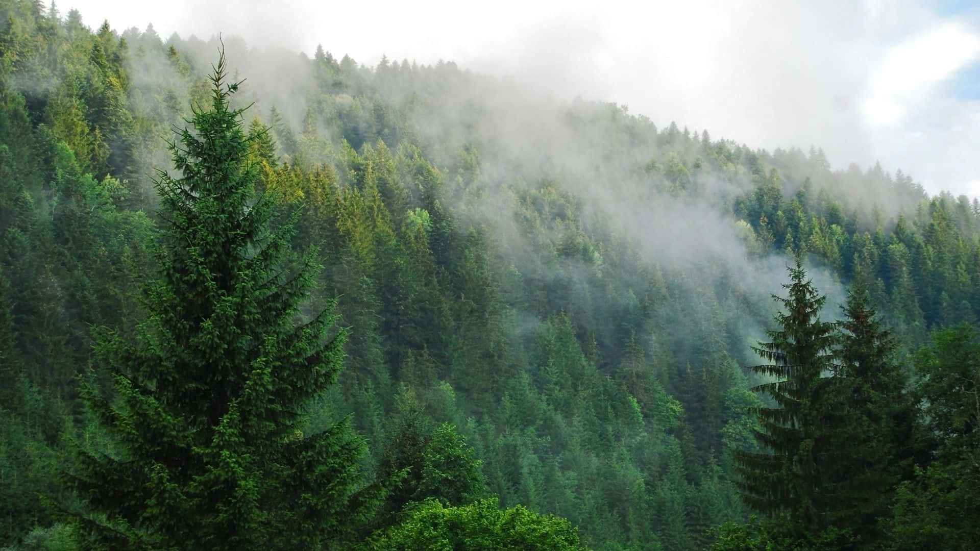 misty green pine forest, mountain slope, cloudy sky, Full HD Desktop Wallpaper