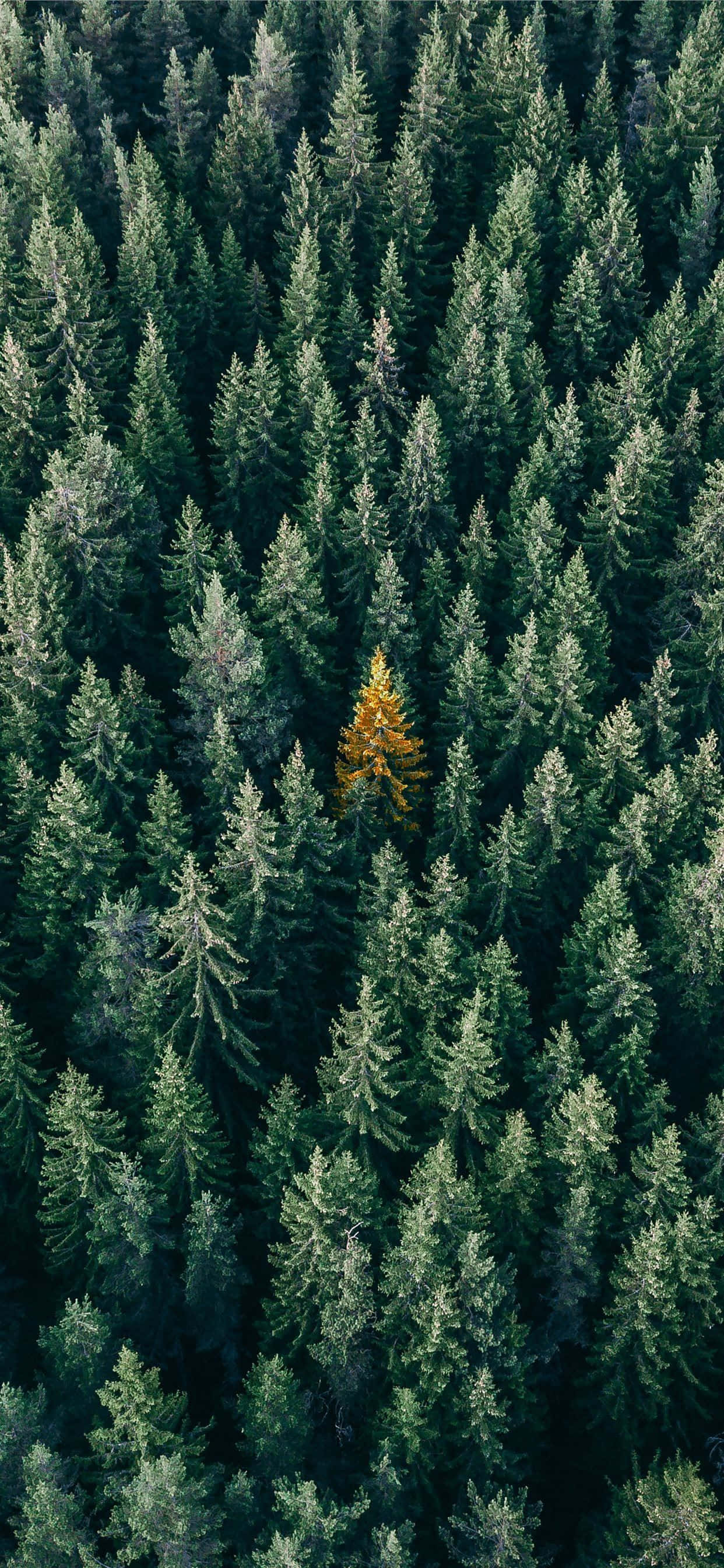 Lone Autumn Tree, pines, golden tree, 2K Phone Wallpaper