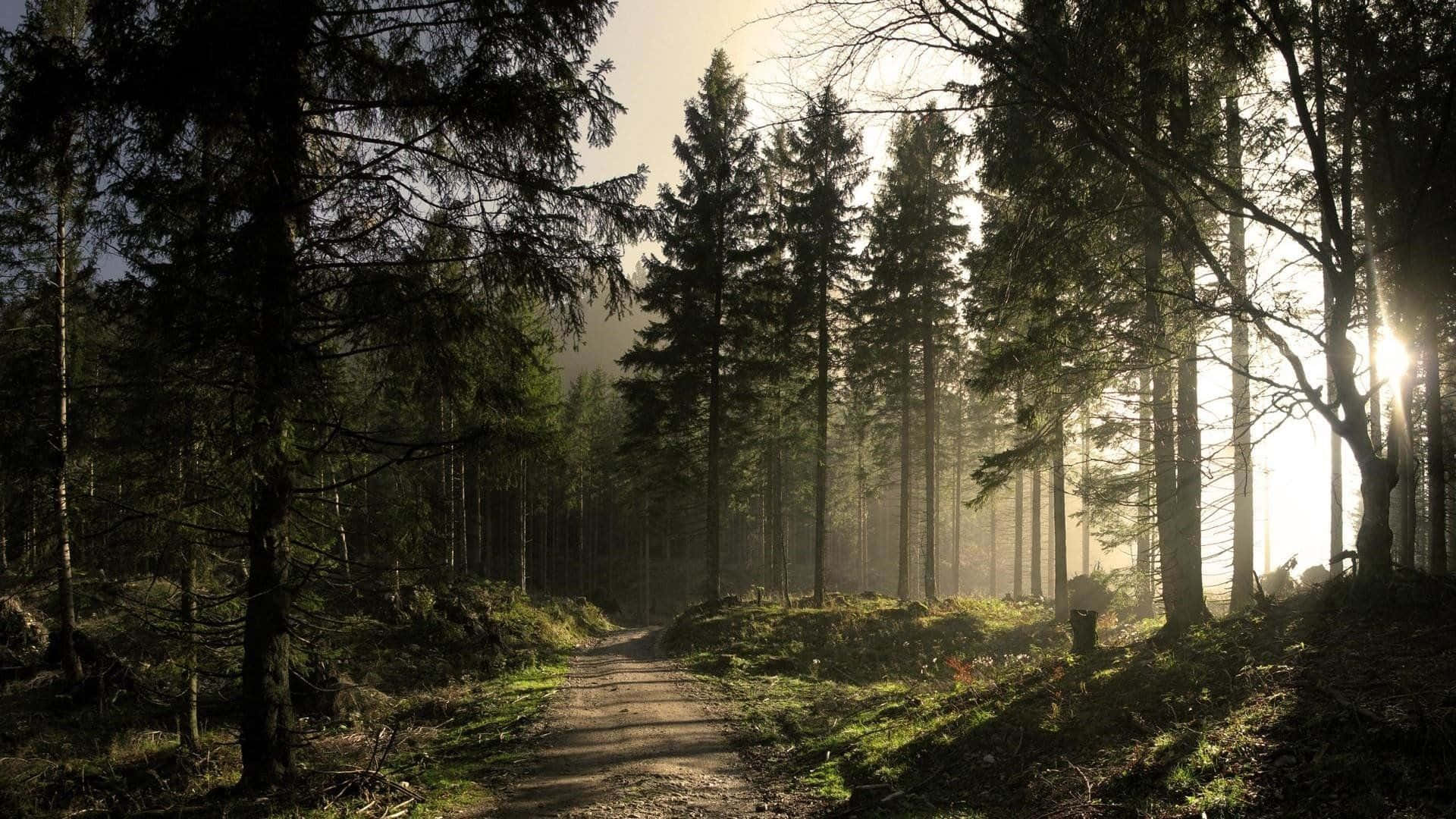 sunlit forest path, tall pine trees, golden beams, Full HD Desktop Wallpaper