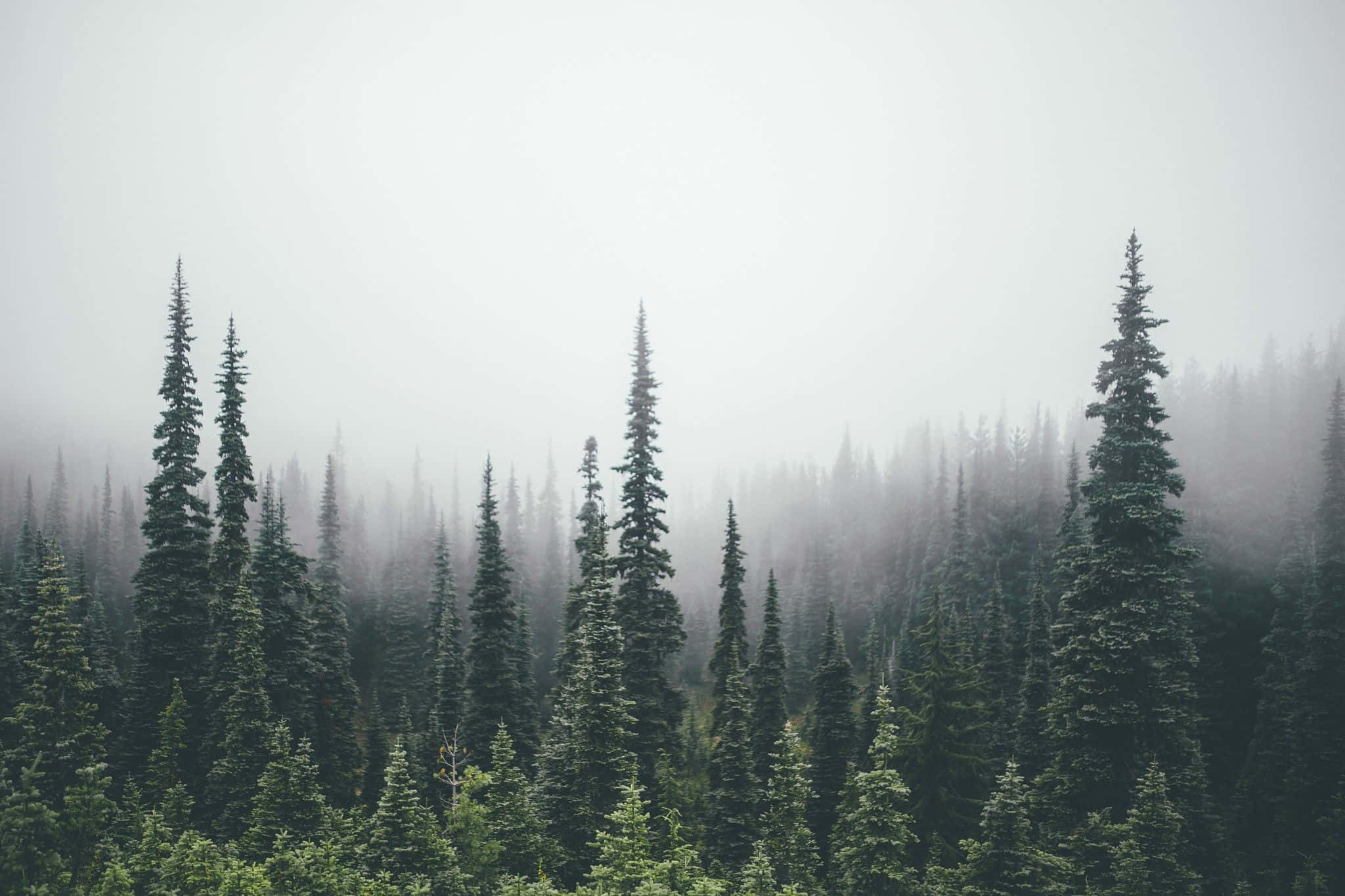 misty pine forest, tall evergreen trees, serene, Full HD Desktop Wallpaper