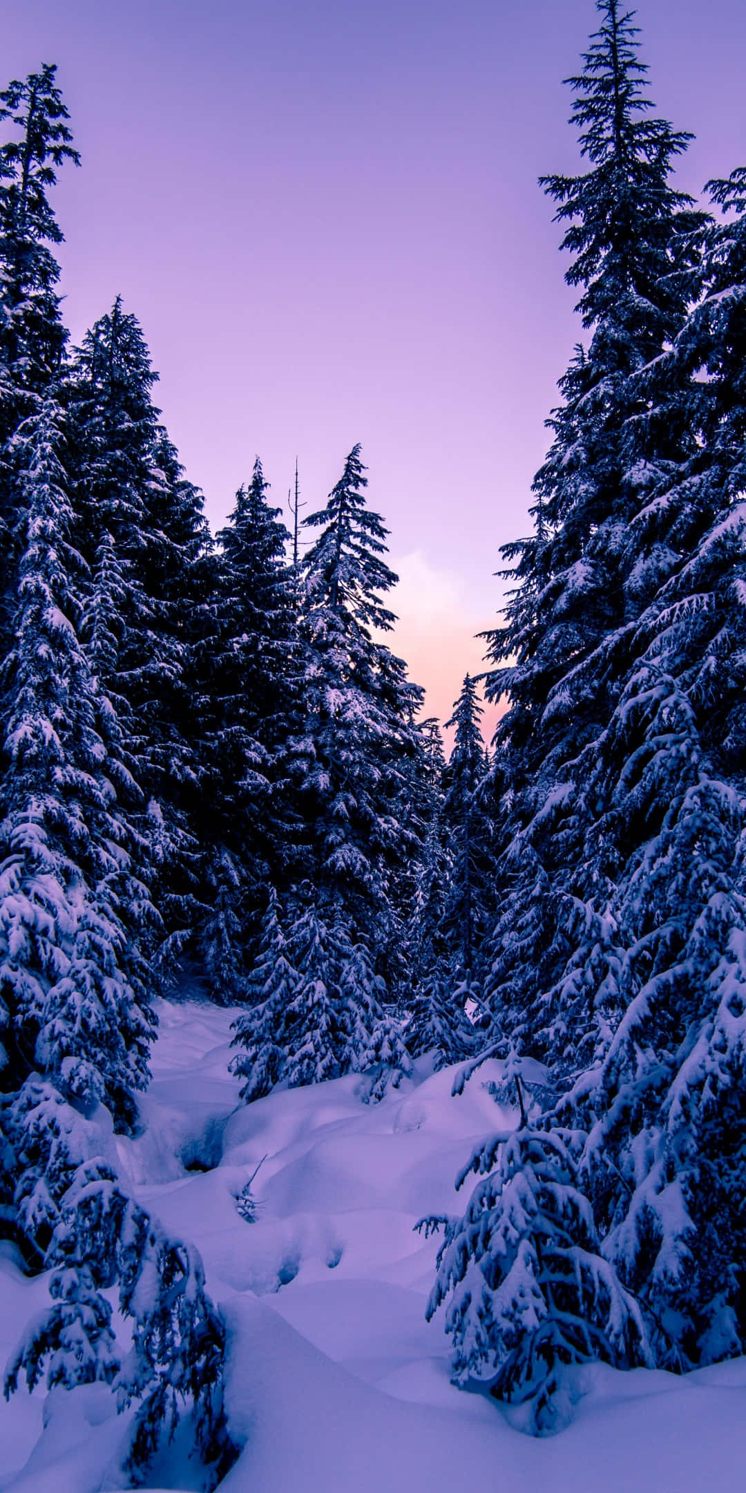 Winter Pine Forest, Sunset, Snow-laden evergreen trees, Full HD Phone Wallpaper