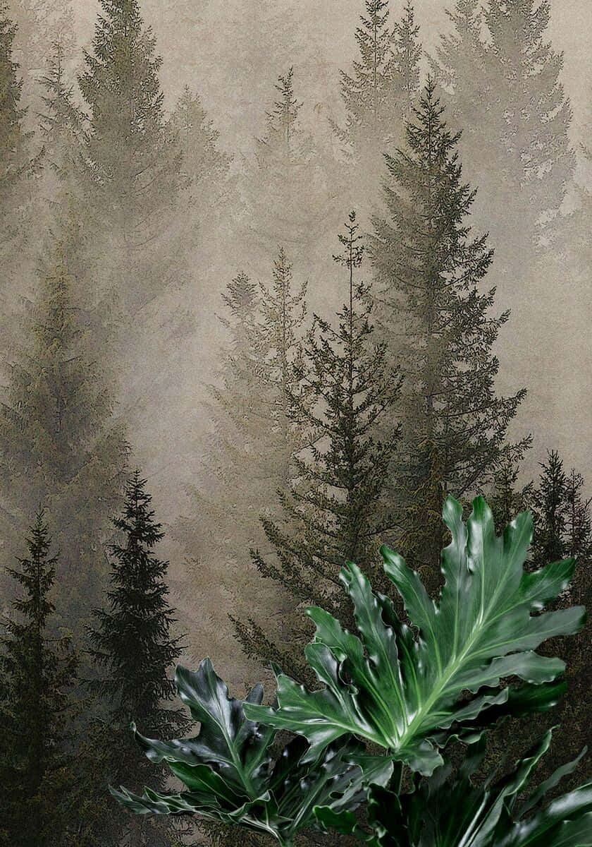 misty pine forest, tall pine trees, misty forest air, SD Phone Wallpaper