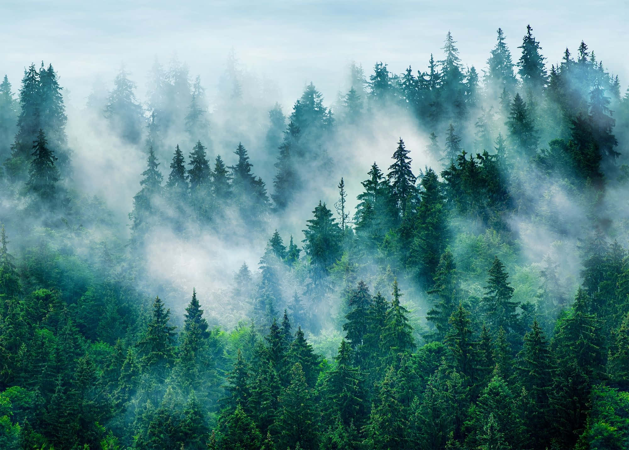 misty morning, dense pine forest, foggy canopy, Full HD Desktop Wallpaper
