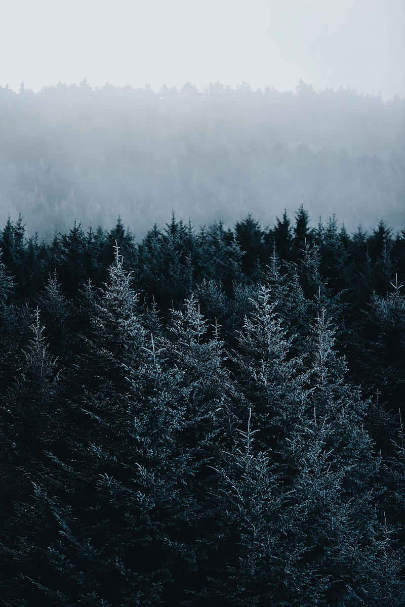 Misty Pine Forest Dawn, misty winter forest, frost-covered evergreens, SD Phone Wallpaper