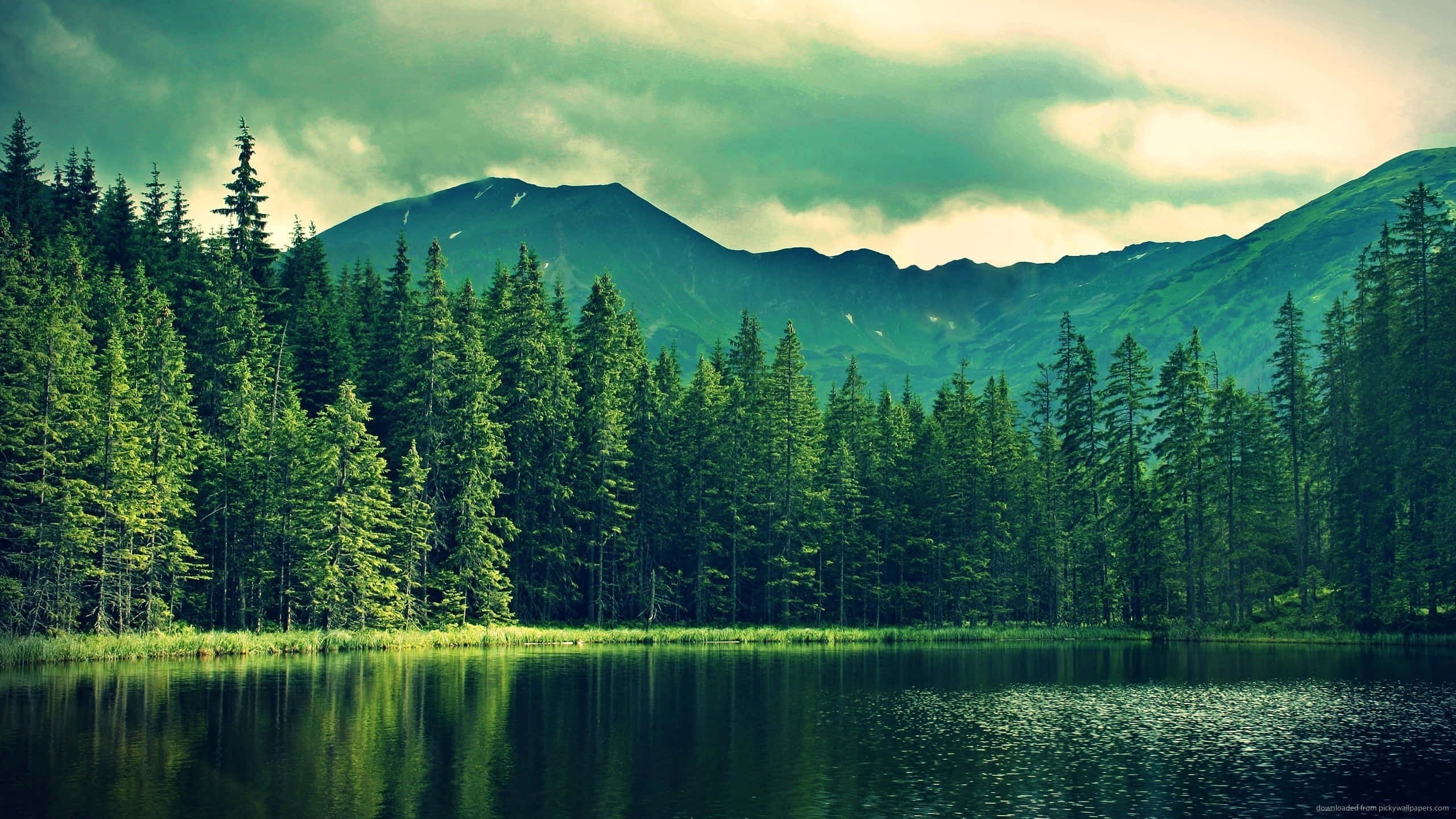 Misty Mountain Pine Forest Lake View, lake, dense pine forest, 2K Desktop Wallpaper