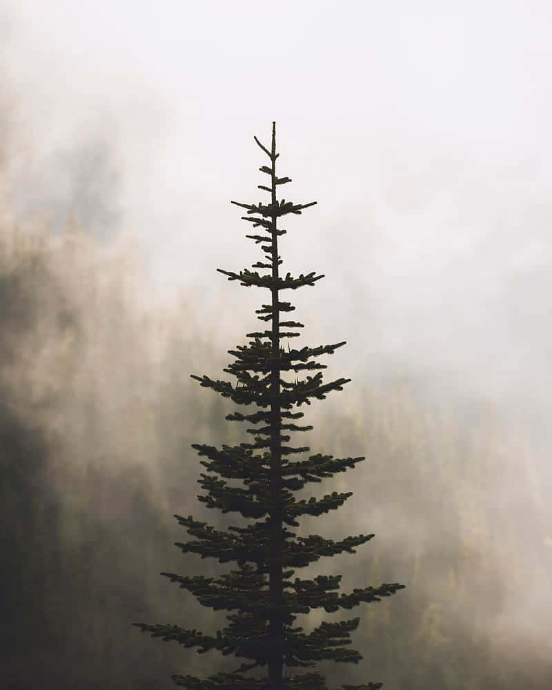 misty pine silhouette, evergreen tree, hazy misty mountain backdrop, SD Phone Wallpaper