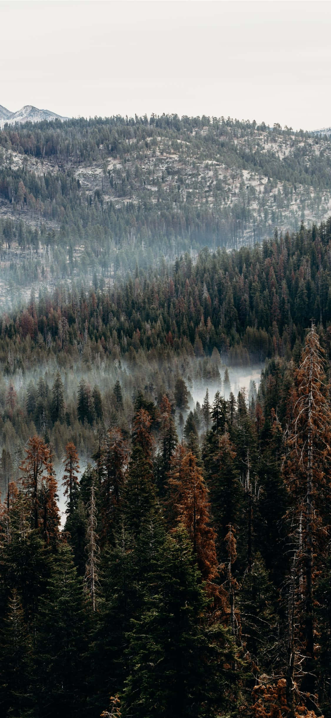 misty mountain pine forest, snow-dusted mountains, forest valley, Full HD Phone Wallpaper