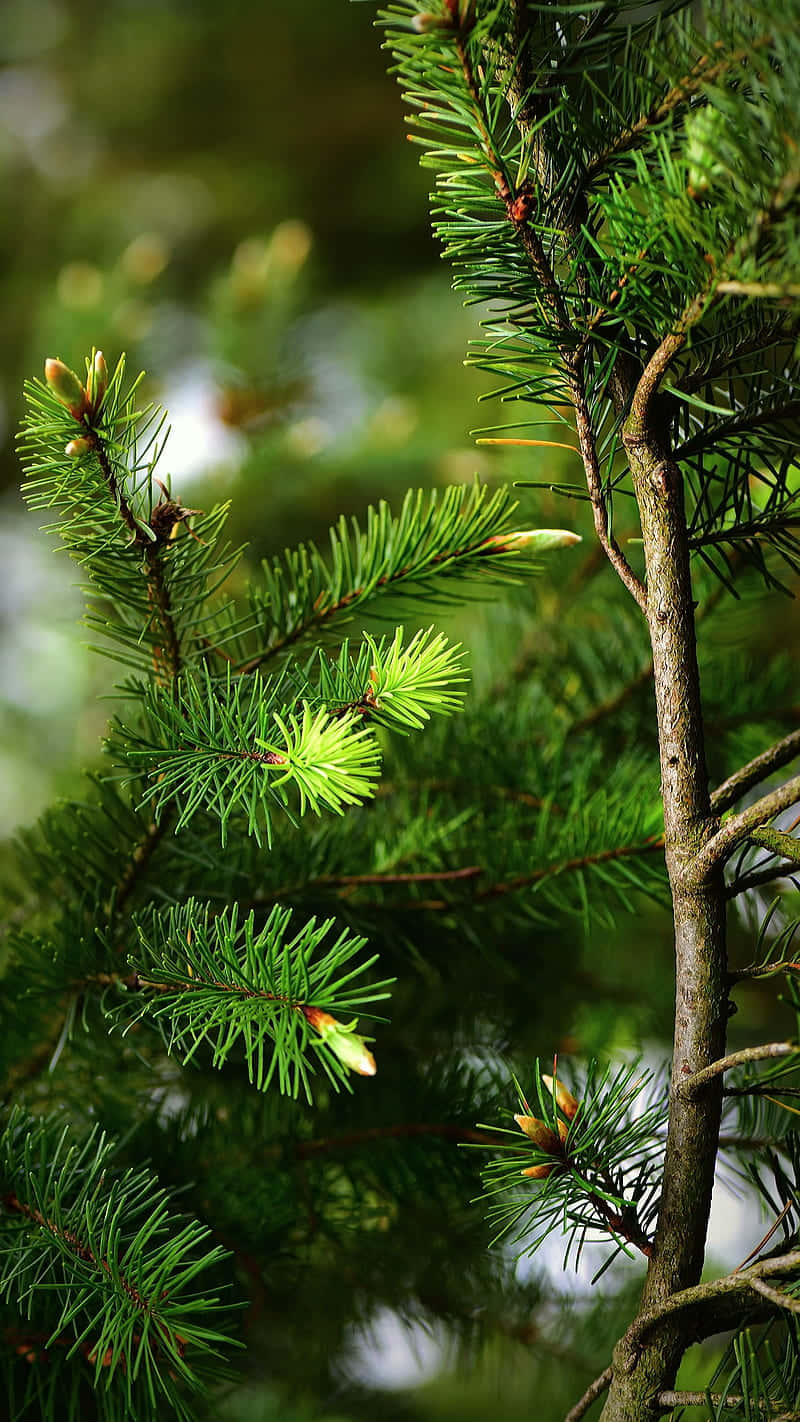 vibrant green pine needles, budding cones, textured branch, HD Phone Wallpaper