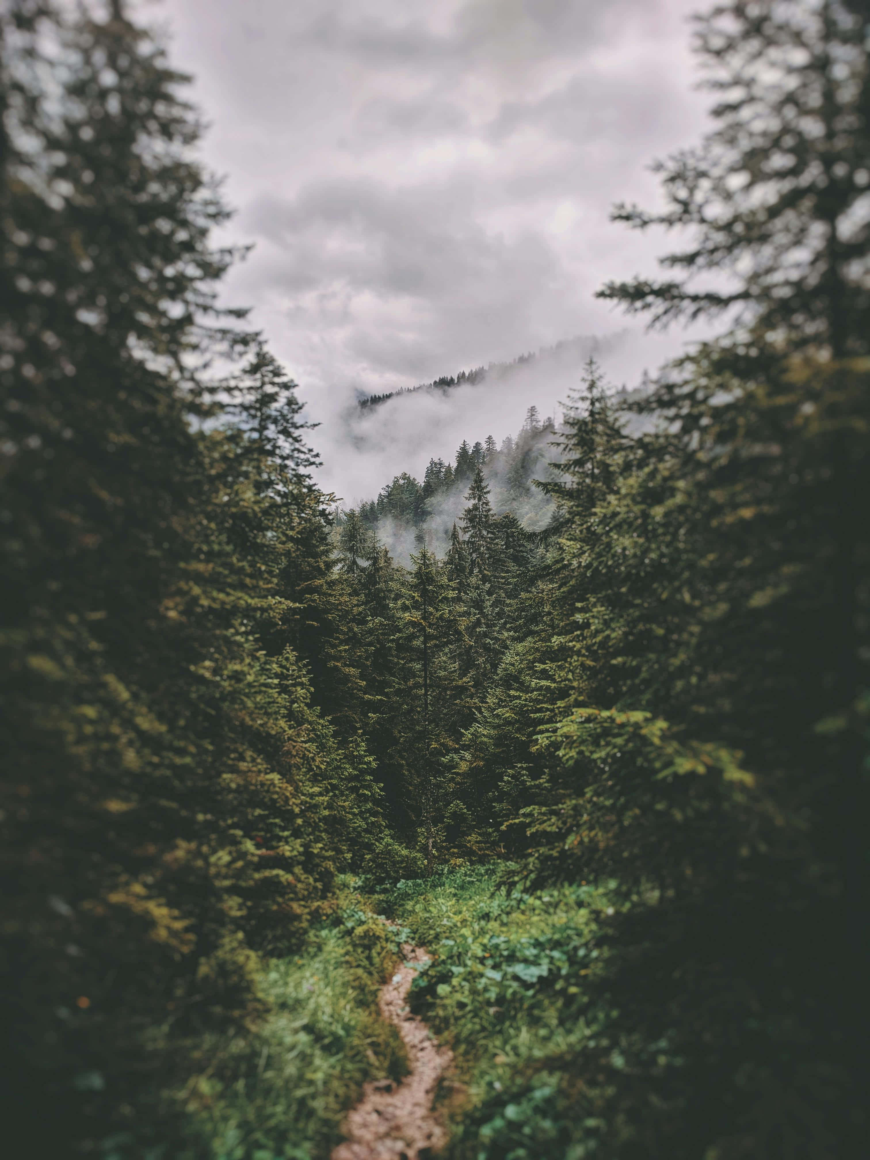 Misty Forest Trail, pines, dirt trail, 4K Phone Wallpaper