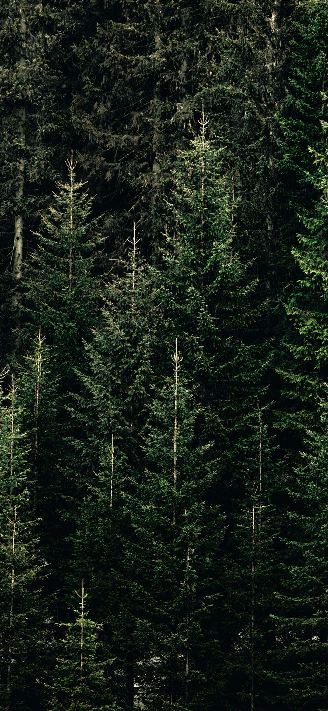 dense pine forest, vertical view, evergreen trees, Full HD Phone Wallpaper