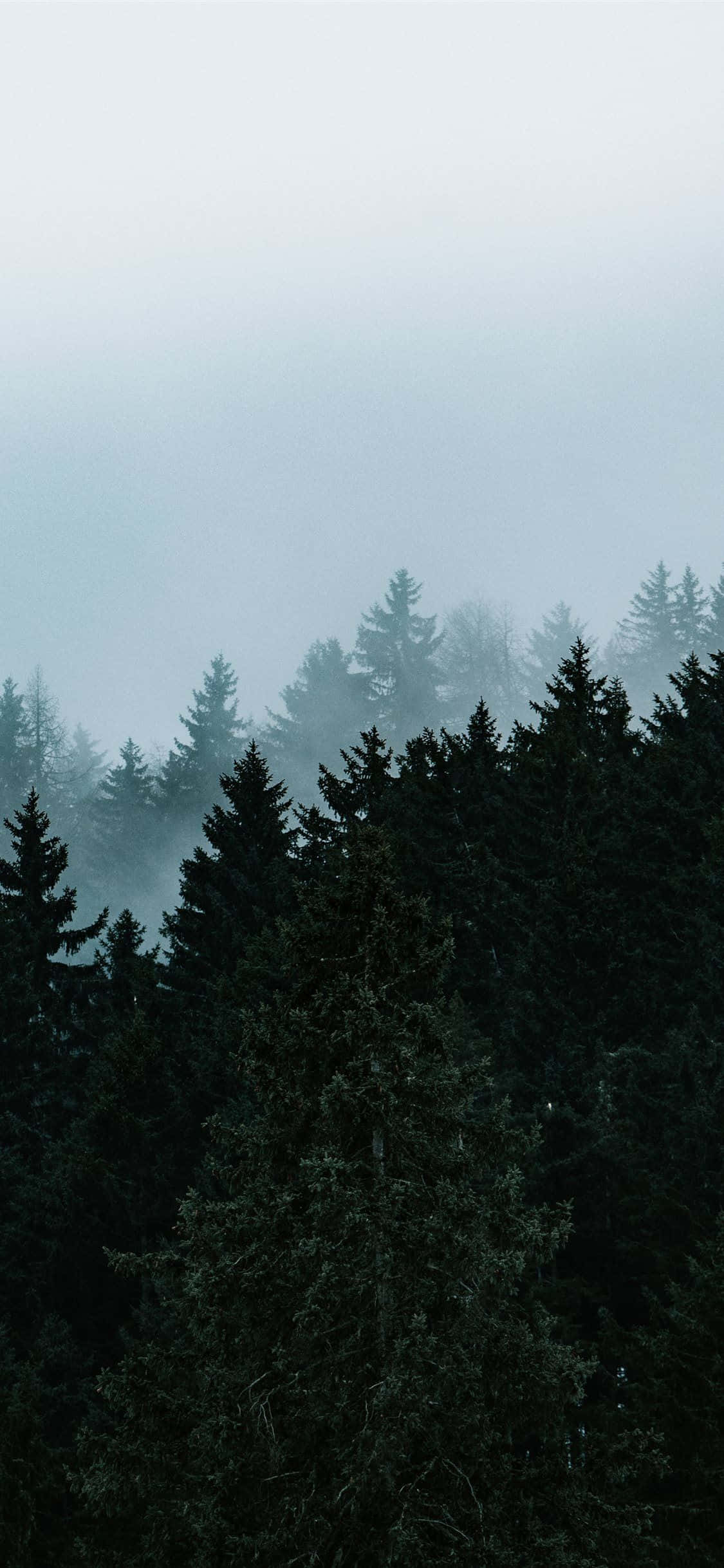 misty pine forest, dark pine trees, hazy gray sky, Full HD Phone Wallpaper